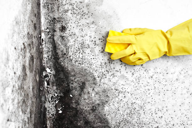 Best Mold Odor Removal Services  in Moorhead, MN